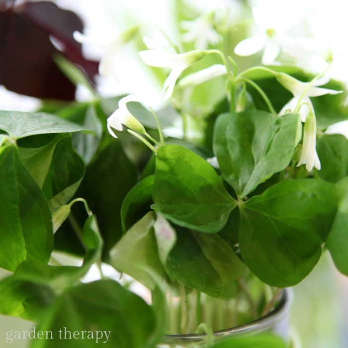 Gorgeous oxalis