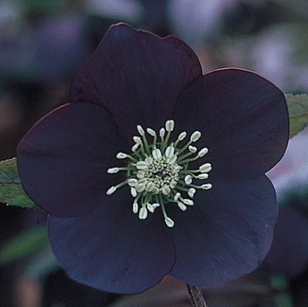 Haunting Ruse Black Lenten Rose -Hellebore