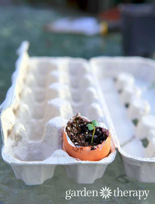 starting seeds in an eggshell