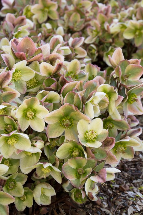 Ivory Prince Upward Facing Lenten Rose -Hellebore