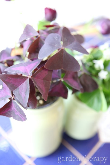 Purple oxalis in a sage green painted mason jar vase