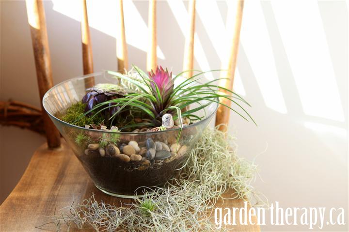 Salad bowl turned terrarium