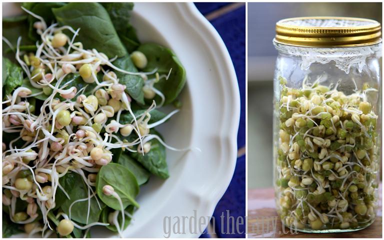 Sprouting Mung Beans and Green Peas in Mason Jar