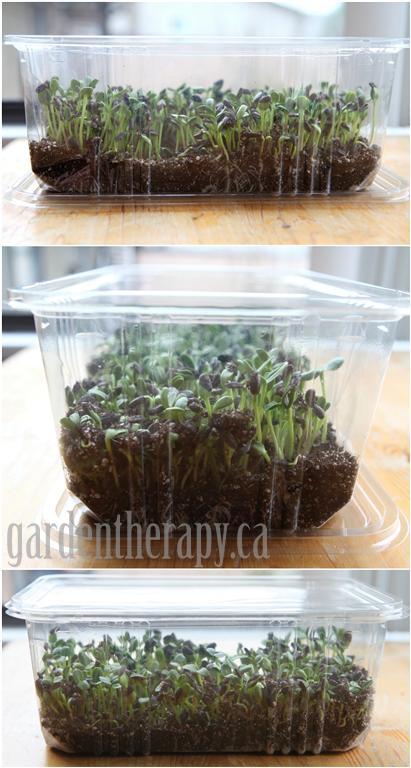 Growing micro greens, day 7