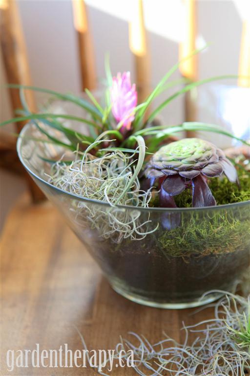 Salad bowl terrarium project.