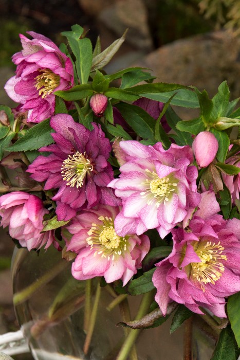 Windcliff Double Pink Lenten Rose -Hellebore