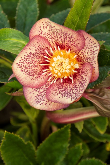 Winter Jewels Apricot Blush Lenten Rose -Hellebore