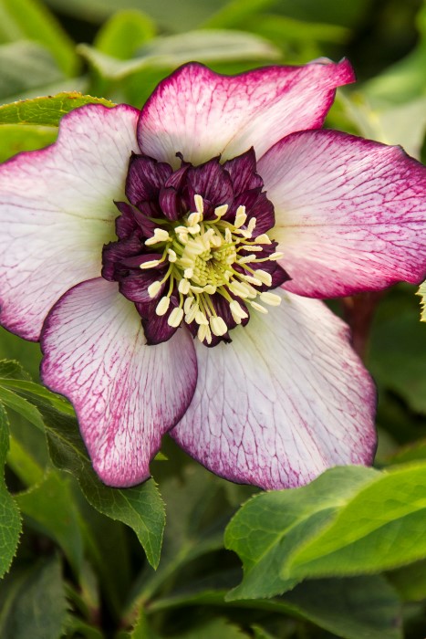 Winter Jewels Cherry Blossom Lenten Rose -Hellebore