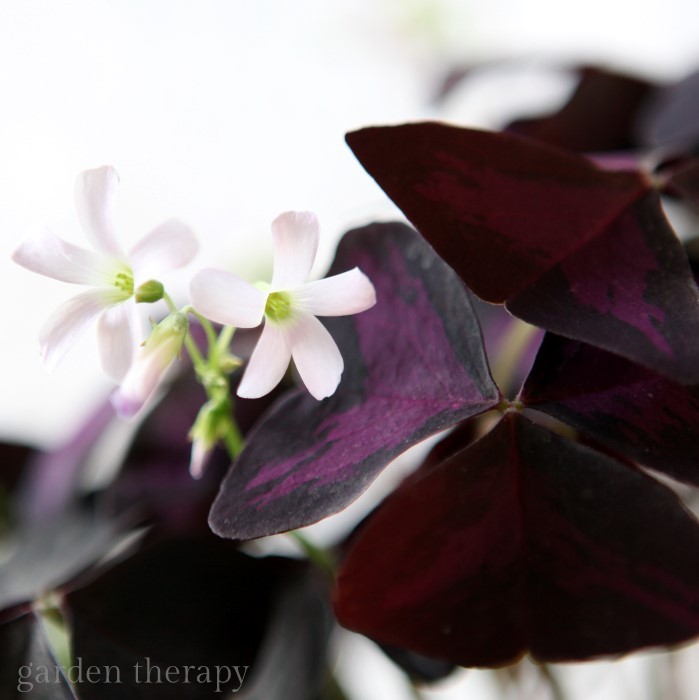 delicate purple and white blooms of oxalis