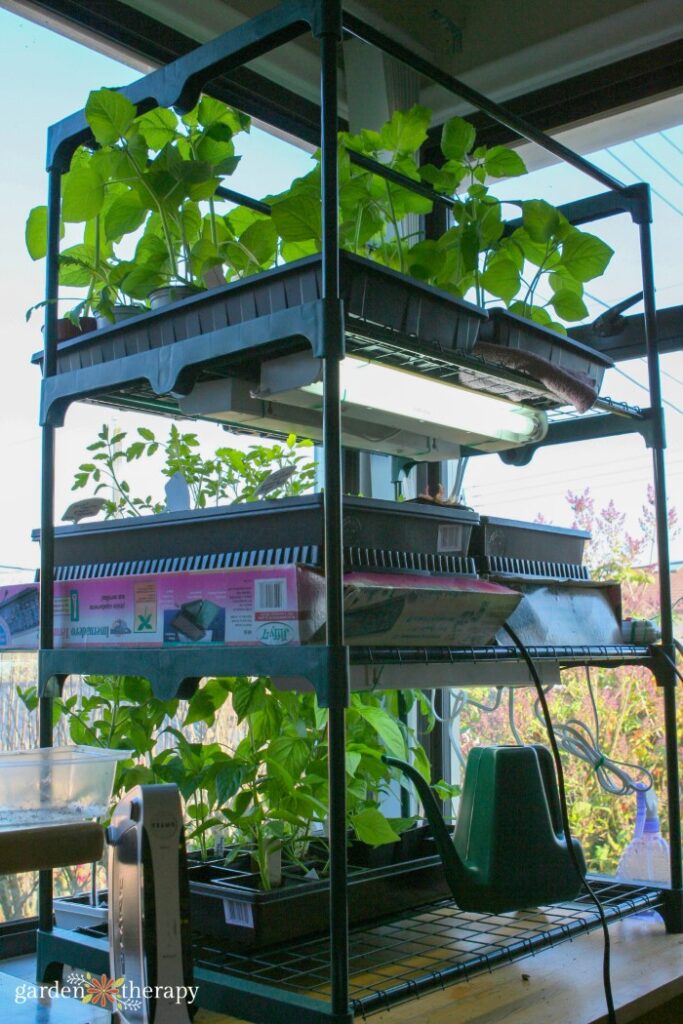 4 Tier Mini Greenhouse Seed starting rack with grow lights