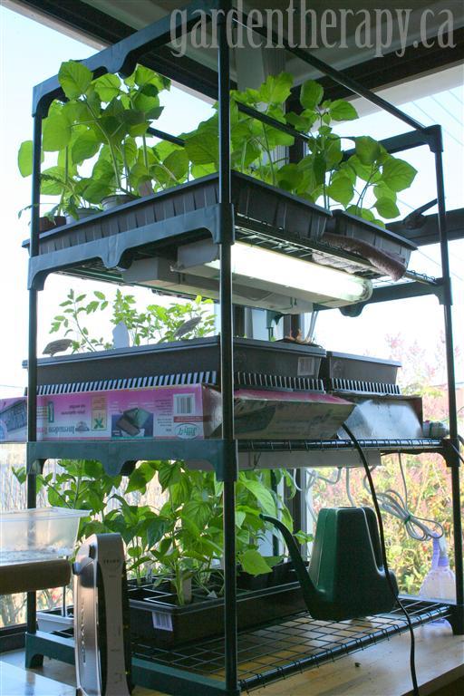 Grow Light Shelving for Seed Starting Indoors - Garden Therapy