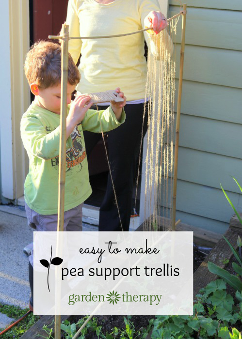 A super simple trellis for training peas - fun family gardening project
