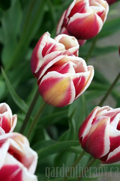 Candy Apple Tulips