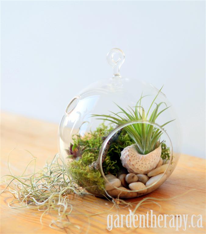 Glass Globe terrarium Sedum Air plants tillandsia shell moss