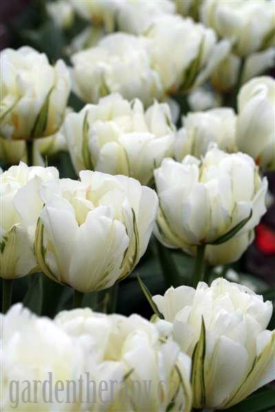 Green Emperor Tulips