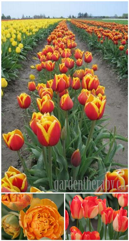 Skagit Valley Tulip Festival + How to Grow Tulips