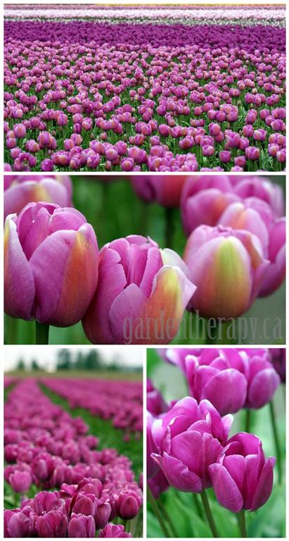 Skagit Valley Tulip Festival How To Grow Tulips Garden Therapy