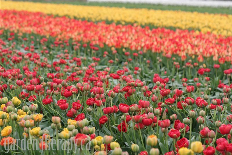 Tulips at the Skagit Valley Tulip Festival