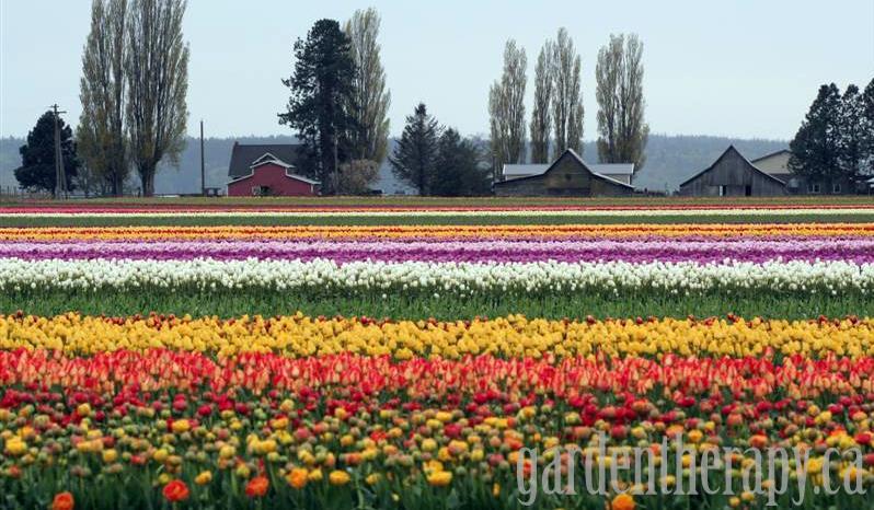 Tulip Town