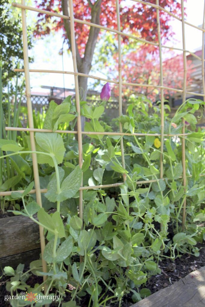 woven bamboo trellis