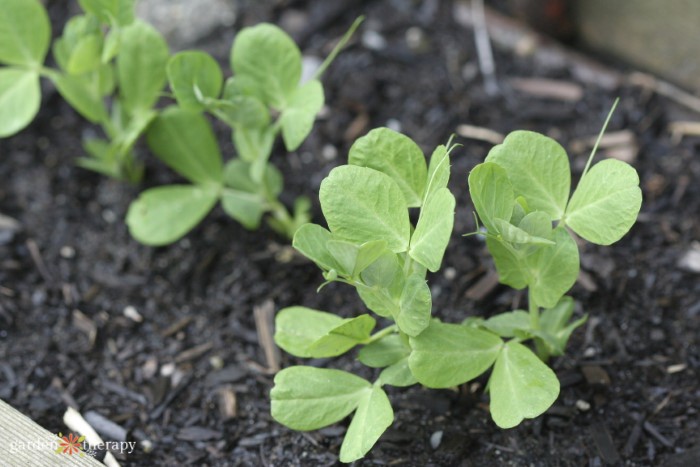 pea seedlings