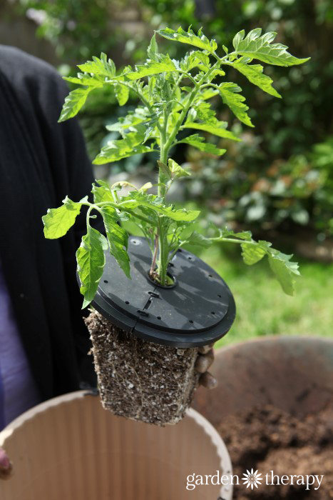 Upturned Planter