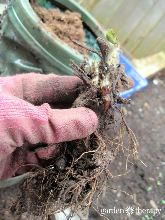 Dividing stawberry root plants