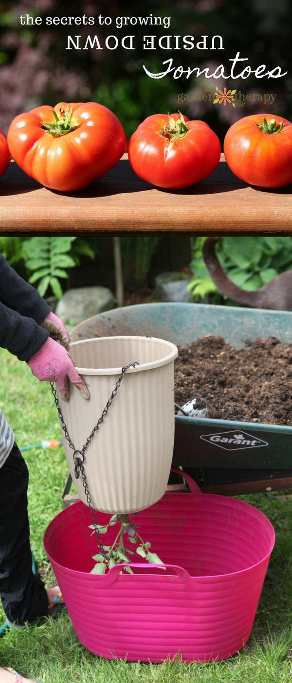 Essential tips to Grow tomatoes upside down successfully