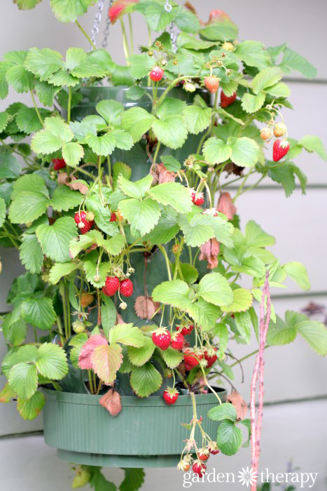 Hanging Strawberry Planter Bag with lots of berries