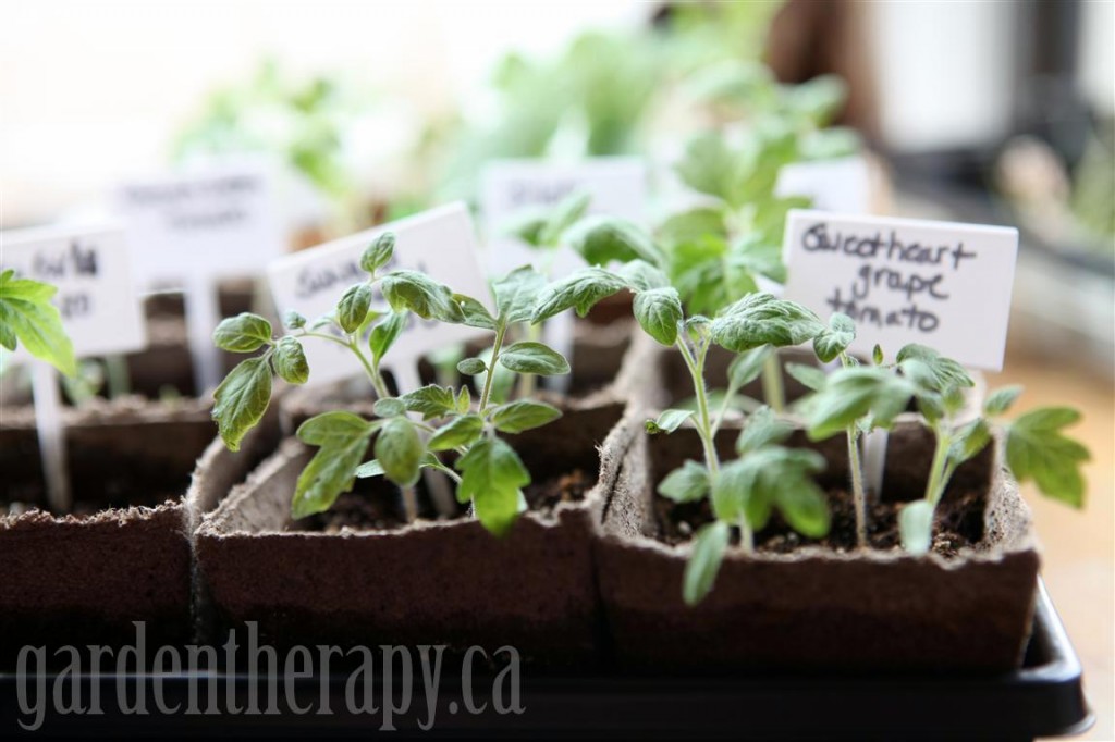 tomato seedlings in coconut coir pots