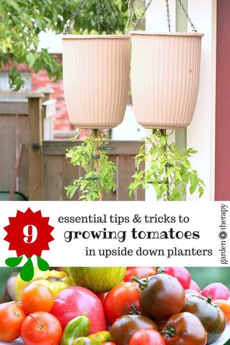 How to Grow Tomatoes in upside-down planters (and actually get lots of fruit!)