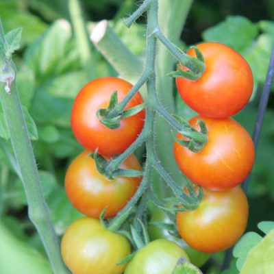 How to Plant an Upside Down Tomato cherry tomatoes