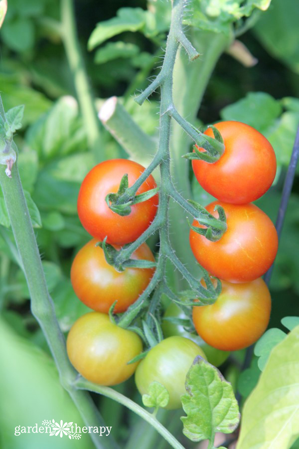 cheery tomato vine on the plant with red tomatoes up top and green tomatoes at the bottom of the vine