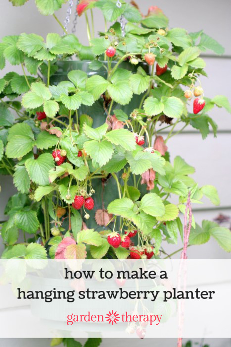 How to grow a hanging strawberry planter 30 plants in just 2 feet of space and you don't need a garden