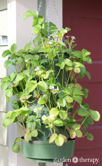 How to grow strawberries in Hanging Planters tutorial