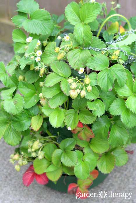 How to grow strawberries in Hanging bags full planter