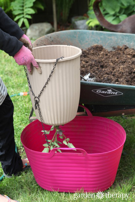 Nine tricks to planting upside-down tomatoes, from staking to watering and everything in between