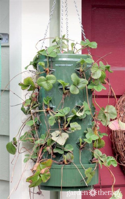 Strawberry Planter still growing in - wait until you see the AFTER photos