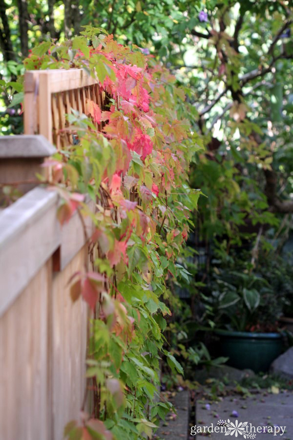 Virginia Creeper on Fence