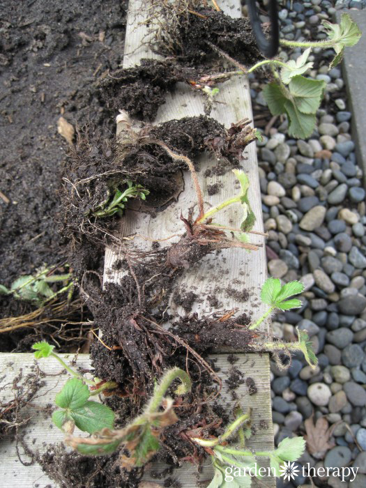 strawberry root divisions