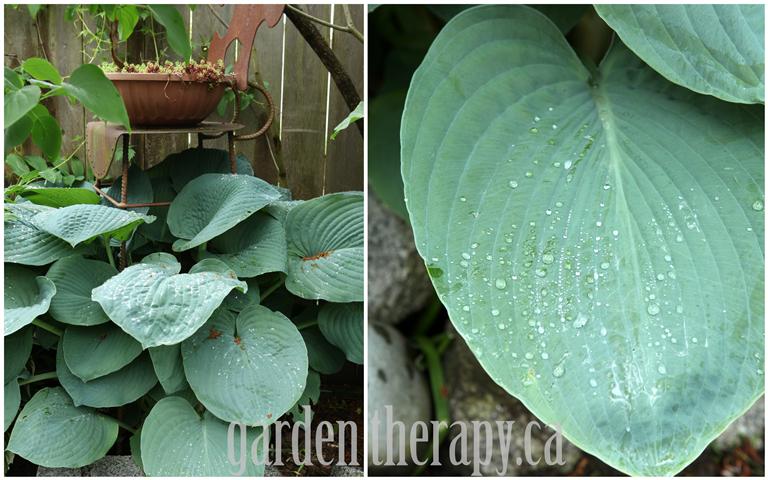 blue big leaf hosta