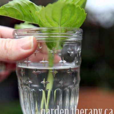 How to Propagate Basil from Cuttings