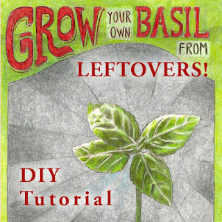 how to grow basil from cuttings