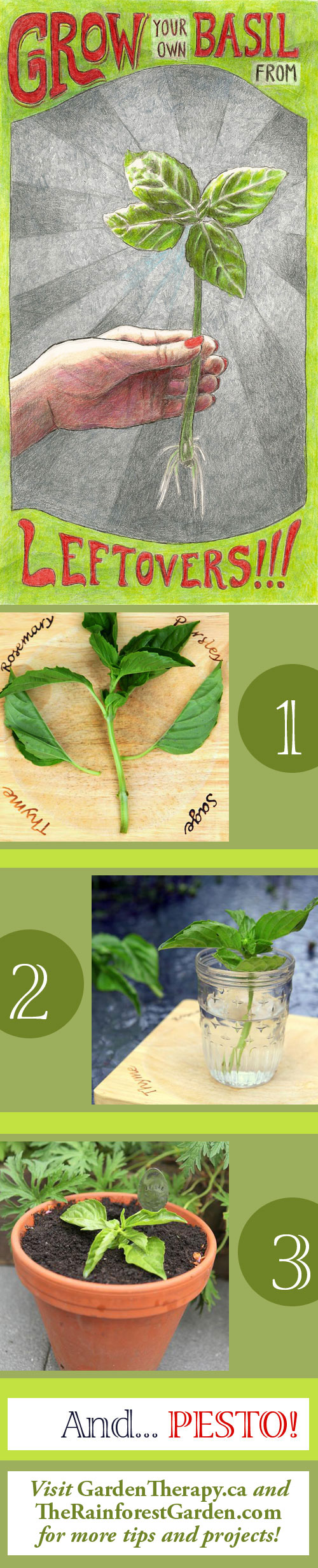 How to Grow Basil from Cuttings