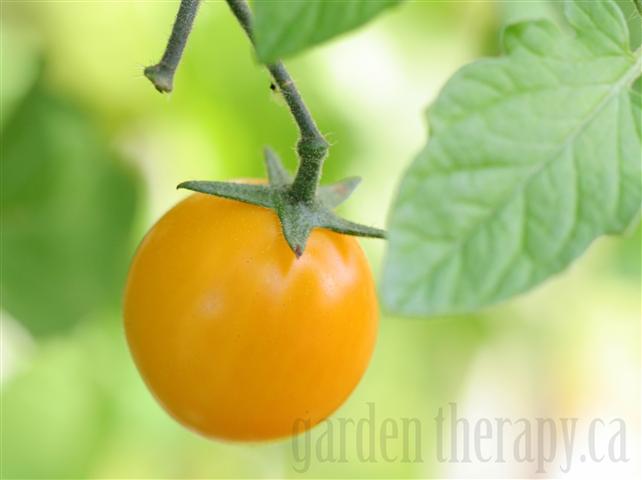 Cherry Tomato 'Gold Nugget' 