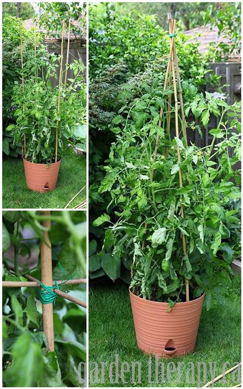 DIY Bamboo Tomato Cage 