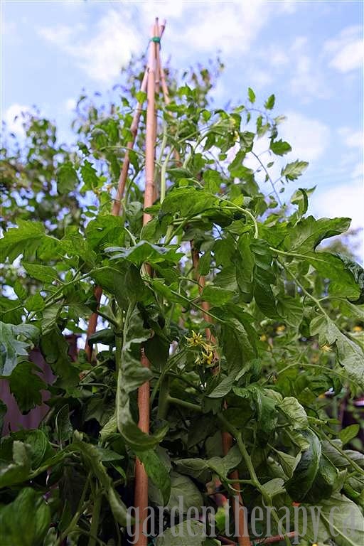 How to Make a DIY Tomato Cage