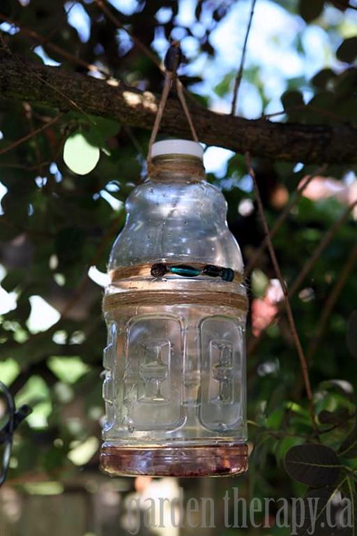 How to make a recycled bottle wasp or yellow jacket trap 