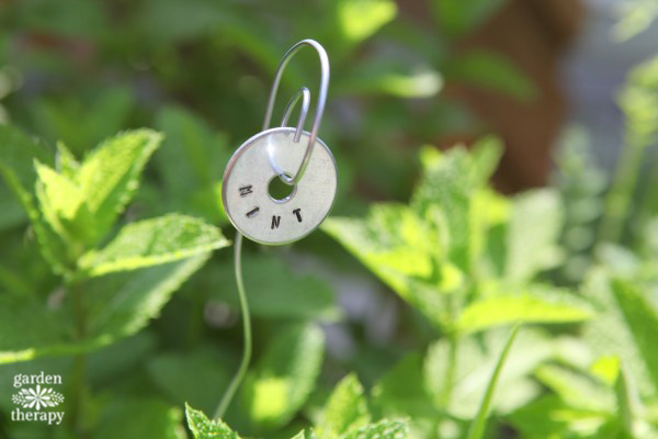 Grow your own mint and then count the many uses you find for it, Mylifestylesmag