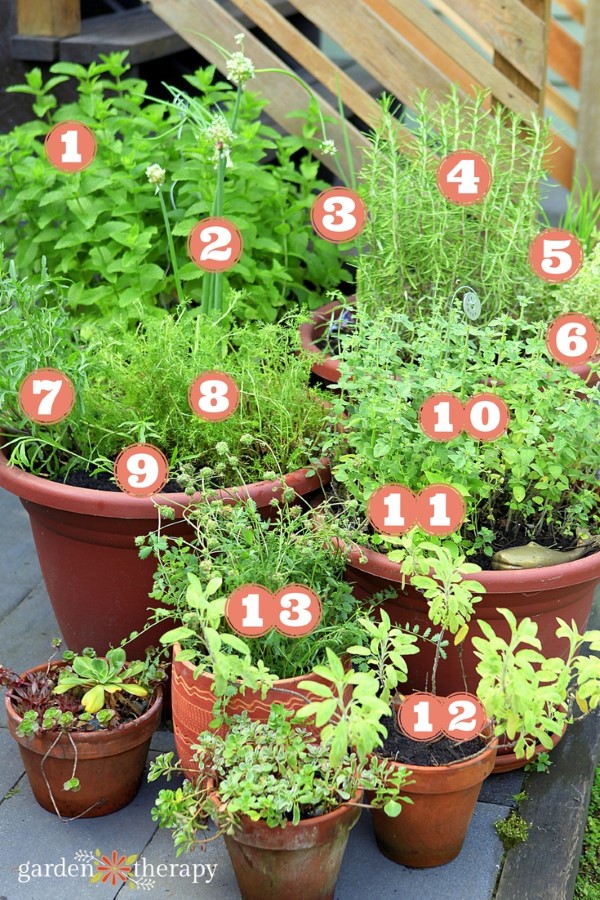 potted herb plants